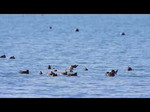 吉野川河口干潟／Yoshino River Wetlands