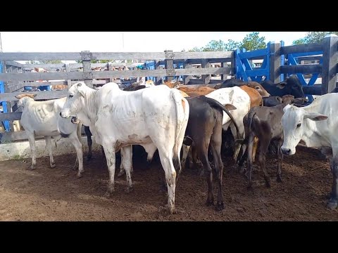 12 de março feira de gado em Barra de Santa Rosa 🌹 ￼