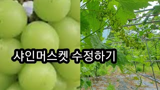 싸인머스켓 수정 방법