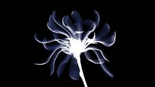 15 ◦ Jump, Little Children   Lover&#39;s Greed