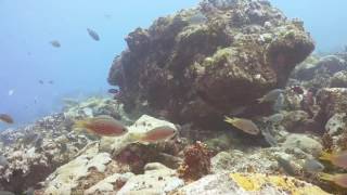 Diving Compilation Sao Vicente Cape Verde