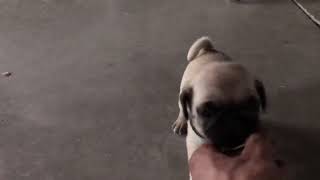 Video preview image #1 Pug Puppy For Sale in HONEY BROOK, PA, USA