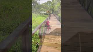 Download lagu Lirik 🎧🎼🎵 (Sa Berjalan ke Gunung-gunung) Cocok Buat story ( WA) #liriklagu #saberjalan #gunung #god mp3
