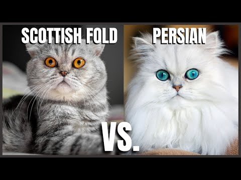 Scottish Fold Cat VS. Persian Cat