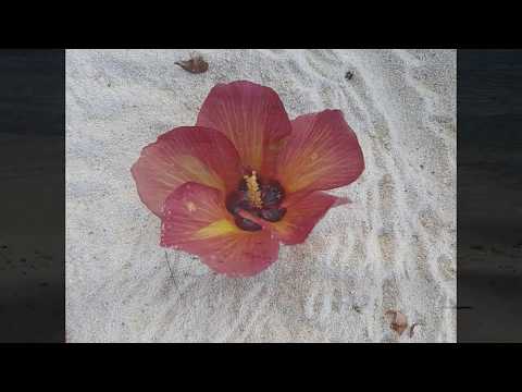 Yonder Music All Stars Thakurah Baheh Zero Degree Atoll tribute