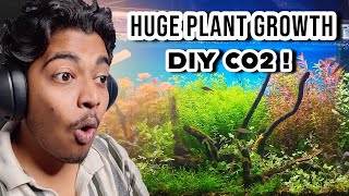 Don't underestimate the power of DIY CO2 !  - Planted tank reaction (ep - 7)