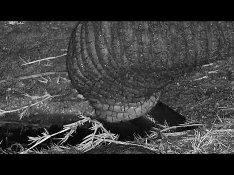 Djuma: Group of Elephants at pan drinking from hose pipe  - 21:50 - 06/01/19