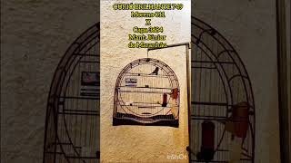 CURIÓ BRILHANTE 749
