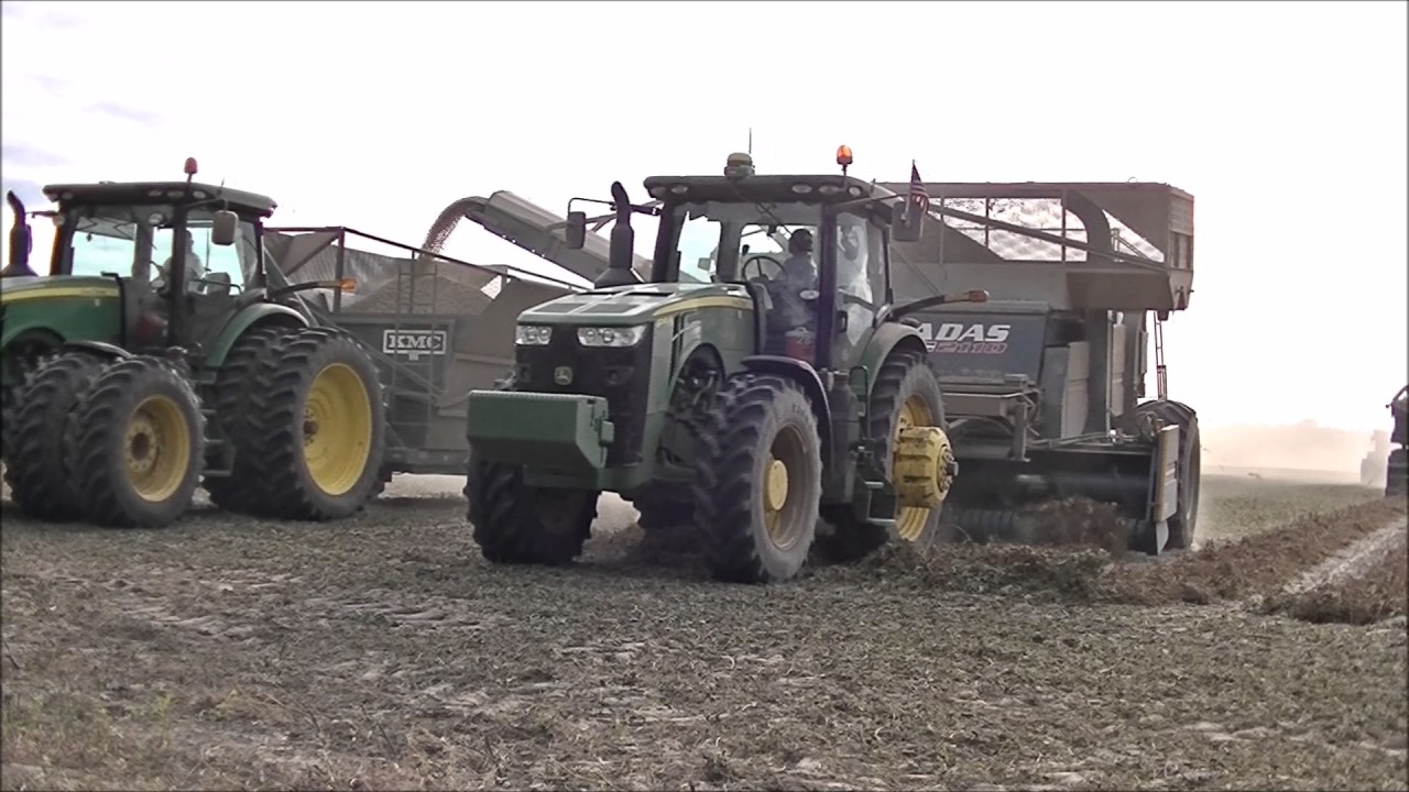 Six John Deere 8000R Tractors Harvesting Peanuts