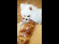 Nico:I shouldn't have used the Twinkies#cute #dog #funny #doglover #funnymoments