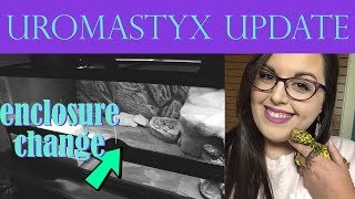UROMASTYX UPDATE + Enclosure Change