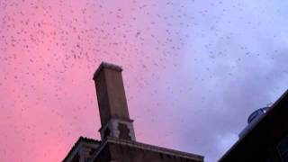 Vaux&#39;s Swifts Return To L.A.