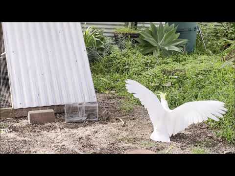 Cockatoo releases rat from trap