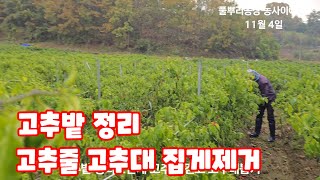 고추밭 정리 고추줄 걷고 집게 빼고 고추대 뽑고 로타리 칠 준비 [고추재배방법]