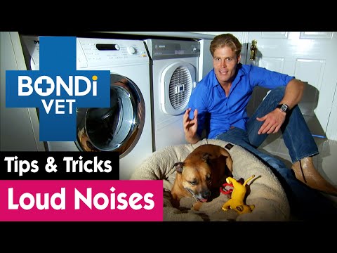 How To Protect Your Animals From Loud Fireworks | Bondi Vet Pet Tips