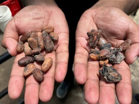 South East Asia in Chocolate