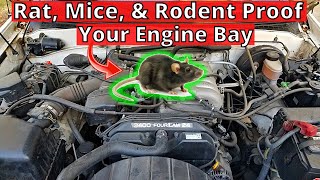 Easy Tips to Keep Rodents, Mice & Rats Out of Your Engine Bay