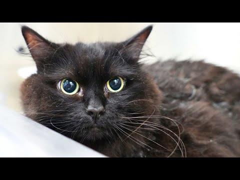 I Groomed a Black Cat Who Complained The ENTIRE Time | Siberian Forest Cat