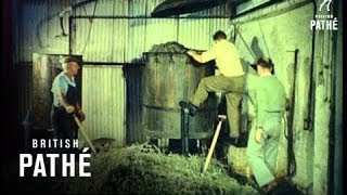 Lavender Harvest (1958)