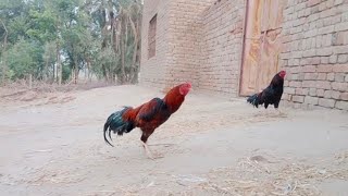 Roosters crowing sounds competition in village #chicken #cock #ayam
