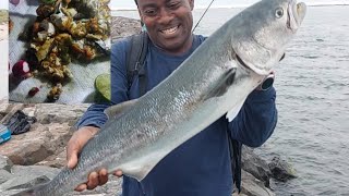 Massive Bluefish Run Hits Long Island - Incredible Catches