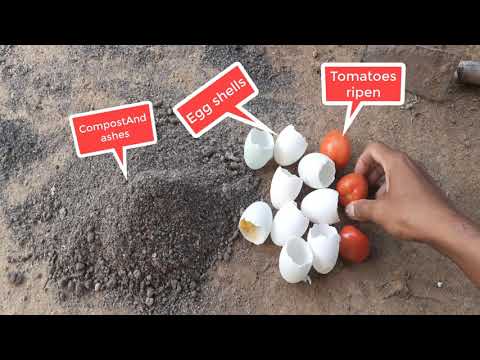 , title : 'Grow tomato easily at home in egg shell | The best tomato planting tips'