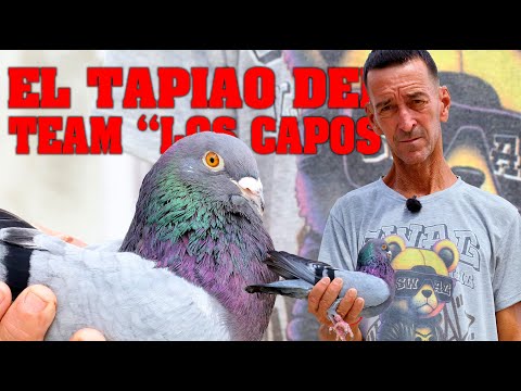 TAPIAO del PALOMAR TEAM CAPO