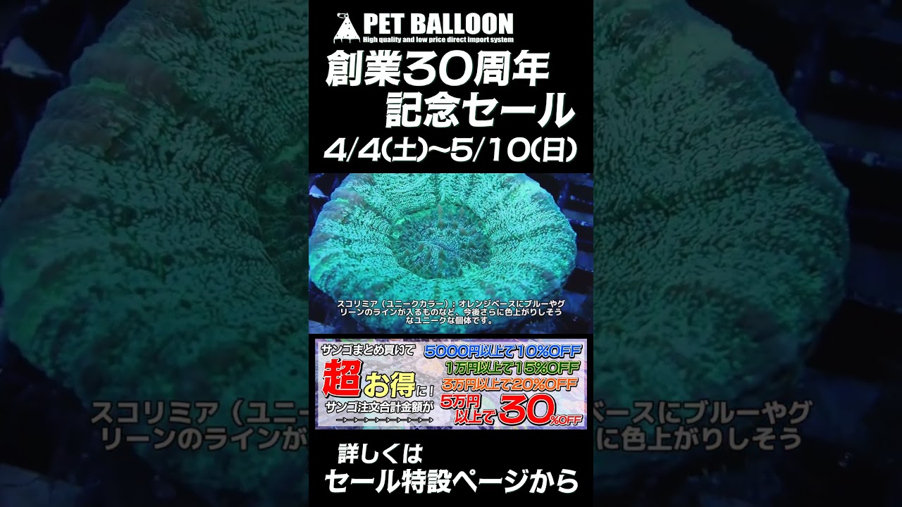 サンゴまとめ買い割引中 | アクアリウム 熱帯魚