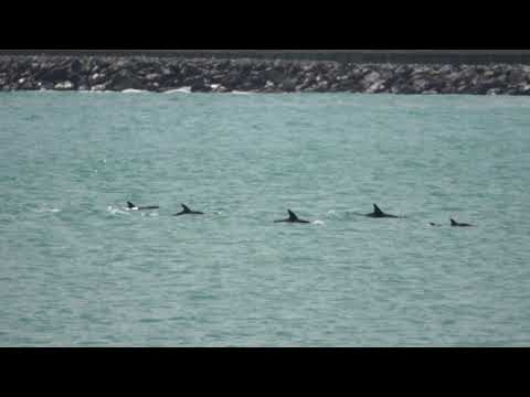 Dolphins in Lyall Bay