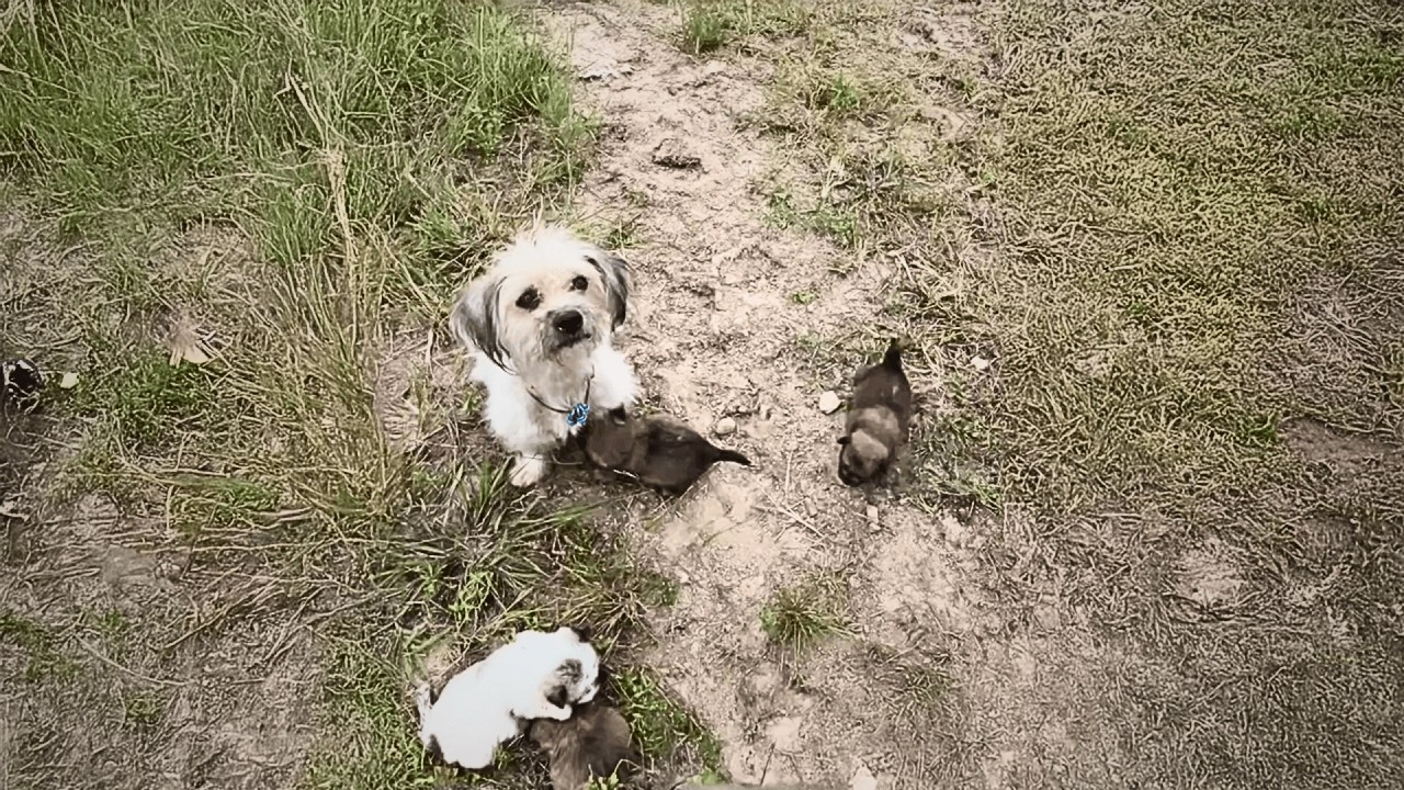 desperate mother dog, unwilling to accept her puppy’s death, carried her to people, hoping for help.