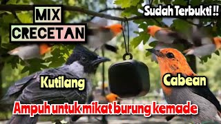 Download lagu MIX crecetan kutilang dan kemade ampuh untuk pikat burung cabean yang takut turun  mp3