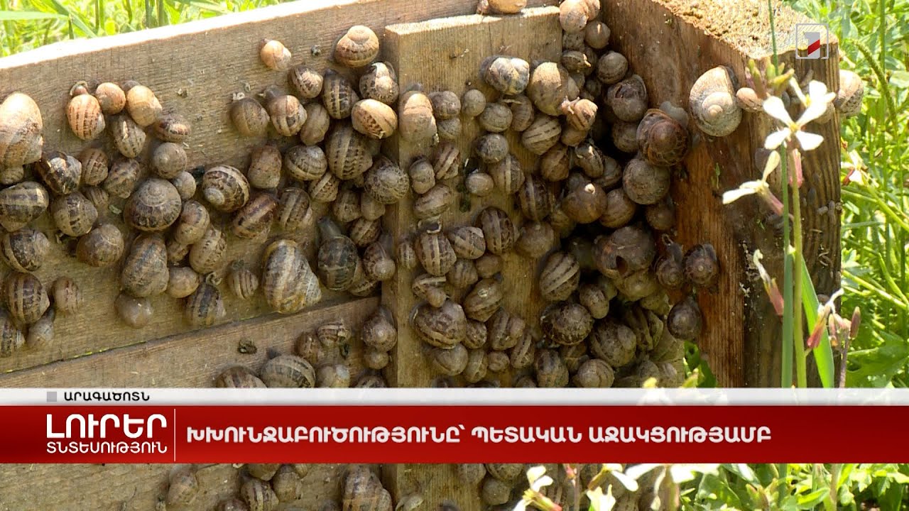 Խխունջաբուծությունը՝ պետական աջակցությամբ