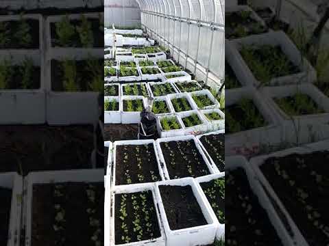 木やペレットの灰を嫌う植物は何ですか?  庭園