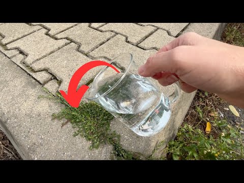 A single drop destroys weeds down to the root