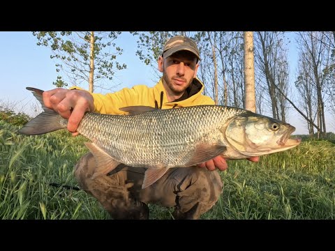 TOPWATER Attack - Aspius fishing