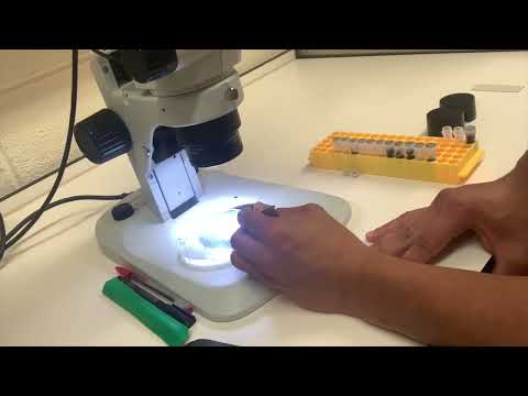 Aphid Monitoring- Stephen Byrne Researcher, Teagasc Oak Park, Carlow
