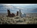 Wild Horses of Northern Nevada - Living Legend of the Old West