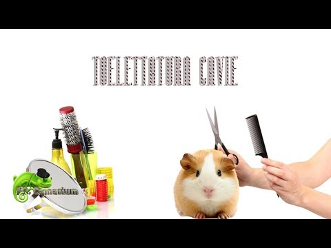 Lyambliya ad adulti nemozol Quello che la gente beve da vermi