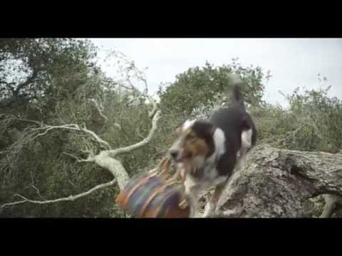 RALPH LAUREN | Polo Ralph Lauren – Jumpy the Dog