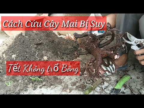Cách Xử Lý Cây Mai Bị Suy . Niếm Hoa Mai