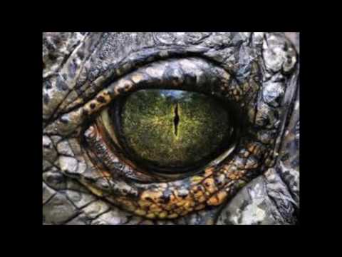 2016 fresh vibz z5c-  sori poro