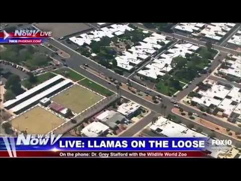 Phish Phoenix Llama Chase w/ Béla Fleck