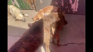 Video preview image #1 Chihuahua-Unknown Mix Puppy For Sale in Newport Beach, CA, USA