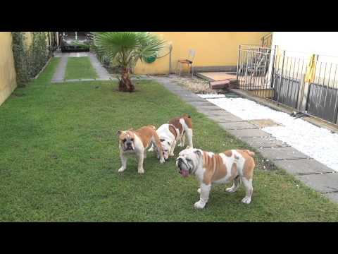 DIAVOLO..OTHELLO...MISS DAFNE IN CALORE E I DUE GLADIATORI IMPAZZISCONO