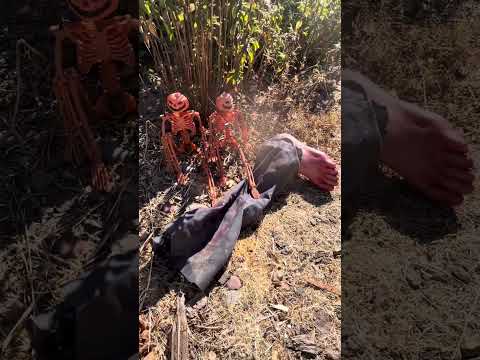 Tropicalifornia…The Beginning @NorCalJBird