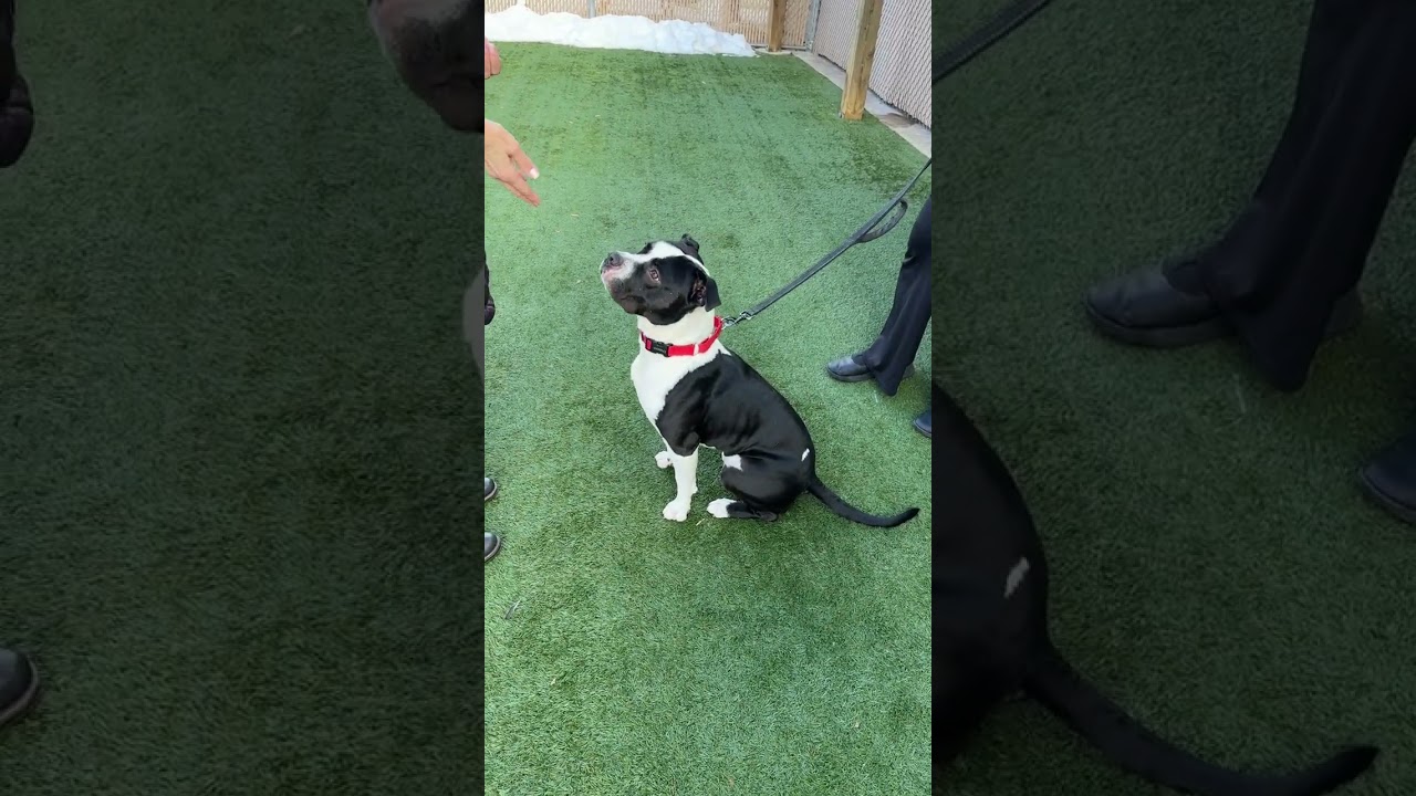 Enlarge Meet DADDY - EXTRA FRIENDLY B&W STAFFIE, what a great boy! , a ADOPTABLE mixed breed in Clifton, NJ video 4/6
