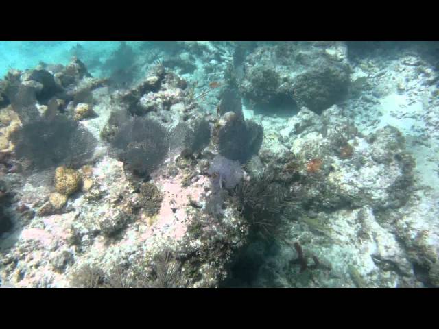 Key West Reef Dive "The Hump"