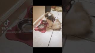 Pekingese Puppies Videos