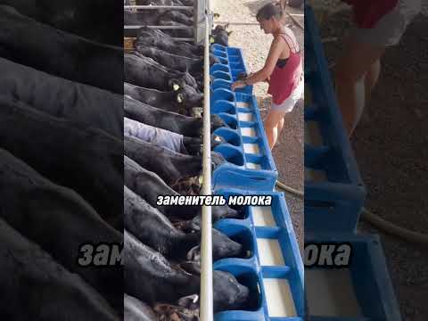 как кормят телят