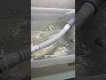 Что будет, если добавить давления воздуха при испытании сифона?